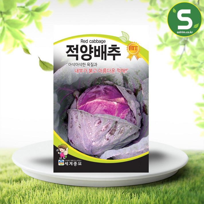 솔림텃밭몰 적양배추씨앗 300립 양배추 씨앗 종자 생식용 샐러드, 단품