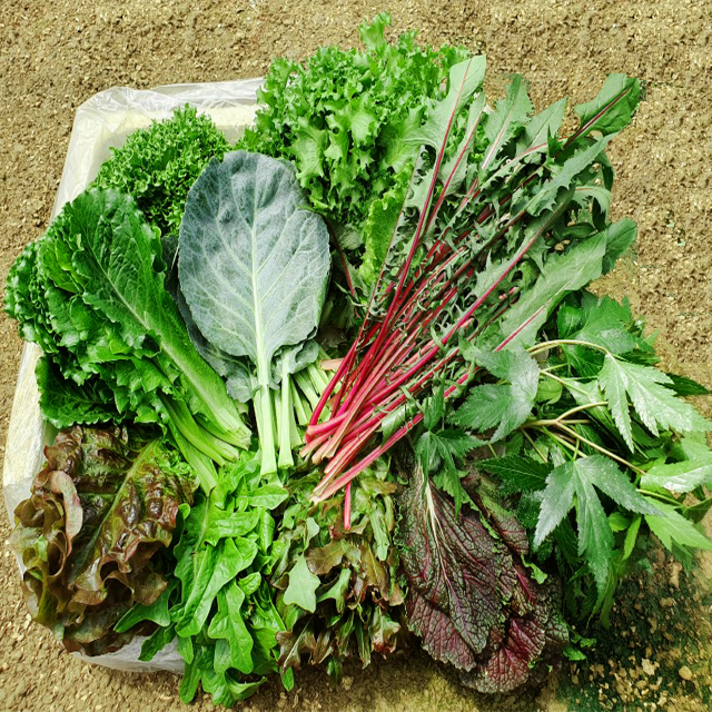 이순례농장> 1. 유럽채소+일반채소와의 콜라보1kg !! (샐러드위주 구성) 로메인 치커리 적근대. 적겨자 생채 케일 버터헤드 비타민 통로메인 이자벨 미니로메인등등, 1box, 1KG이상”></div>
<div class=