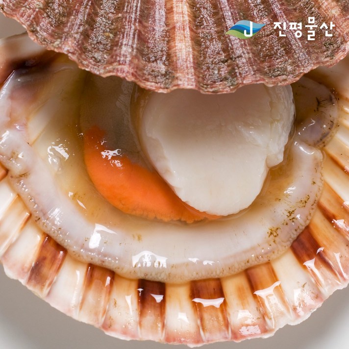 통영산 탱글탱글 2021년 햇 홍가리비~, 1box, 3kg