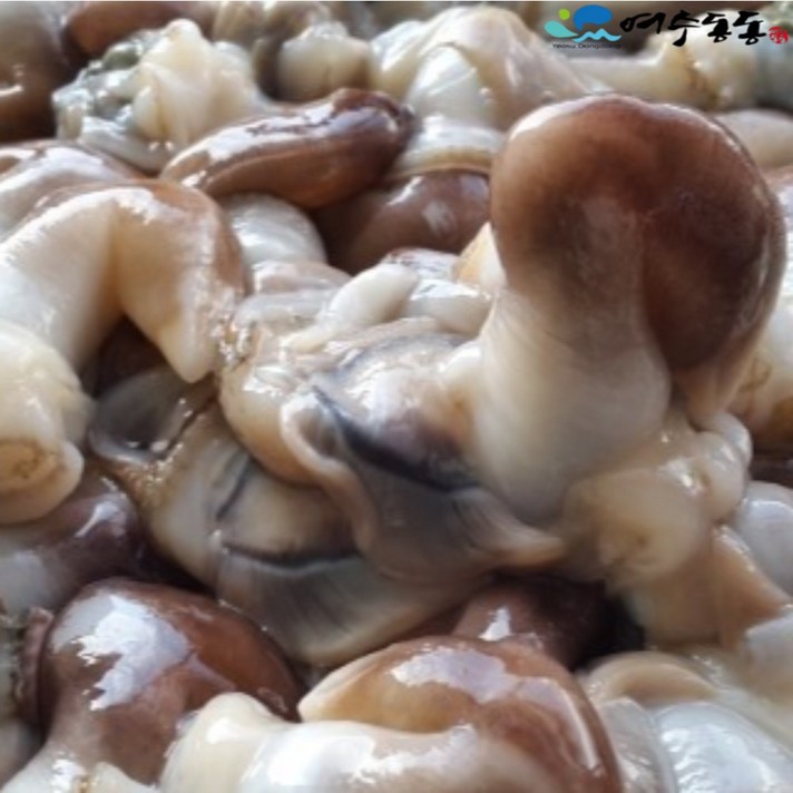 (여수동동) 자연산 생물 새조개 2.5kg 손질 후 실중량 500g