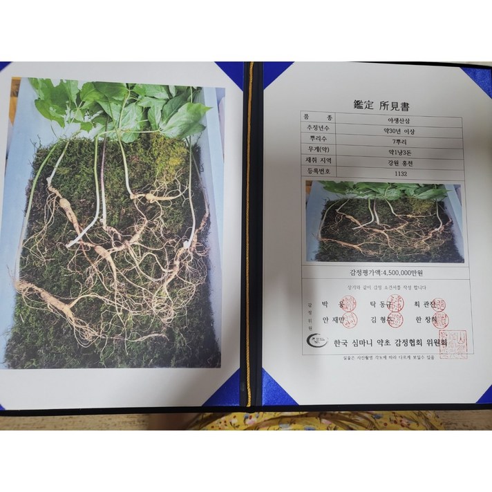 자연산삼 명품 민통선 심마니가 캔 30년 이상 산삼 1뿌리 구입시 사은품 증정 수로산삼, 1개
