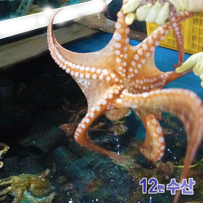 통영12번수산 통영 자연산 돌문어 문어, 1kg (2~3미), 1 (1봉)