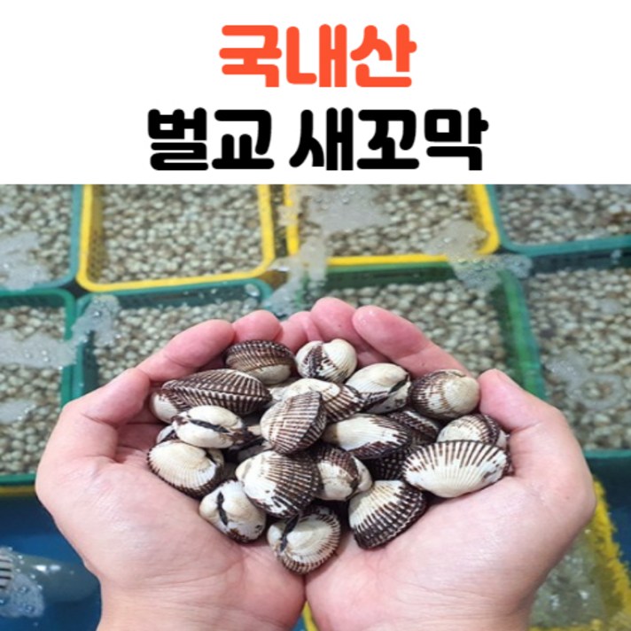 국내산 알이 통통하게 오른 벌교 새꼬막 특 왕특 1kg, 새꼬막 특_1kg
