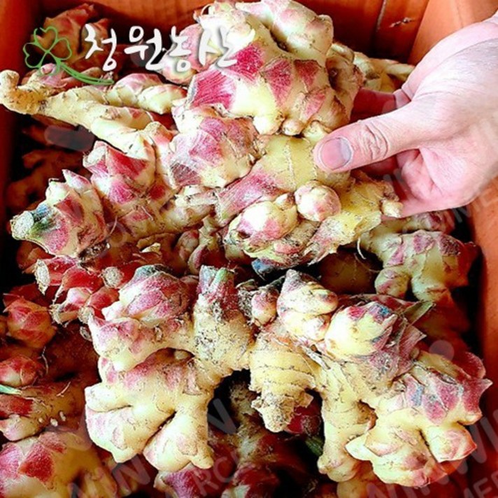 청원농산 2021년 햇생강 1kg 3kg 5kg 10kg