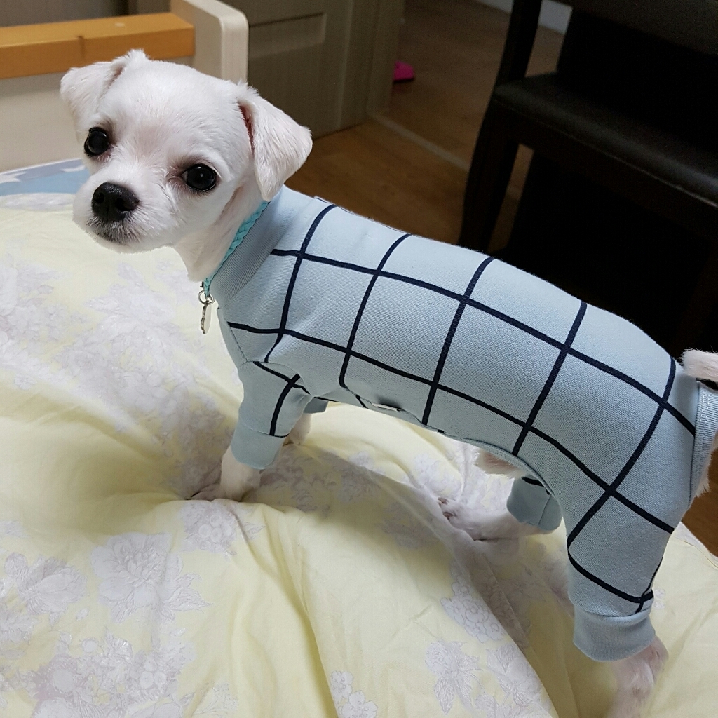 퍼피엔젤 북유럽 네모 애견 올인원 OR204 리뷰후기