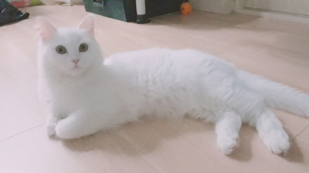 팬시피스트 키튼 텐더 흰살생선 고양이 주식캔 리뷰후기