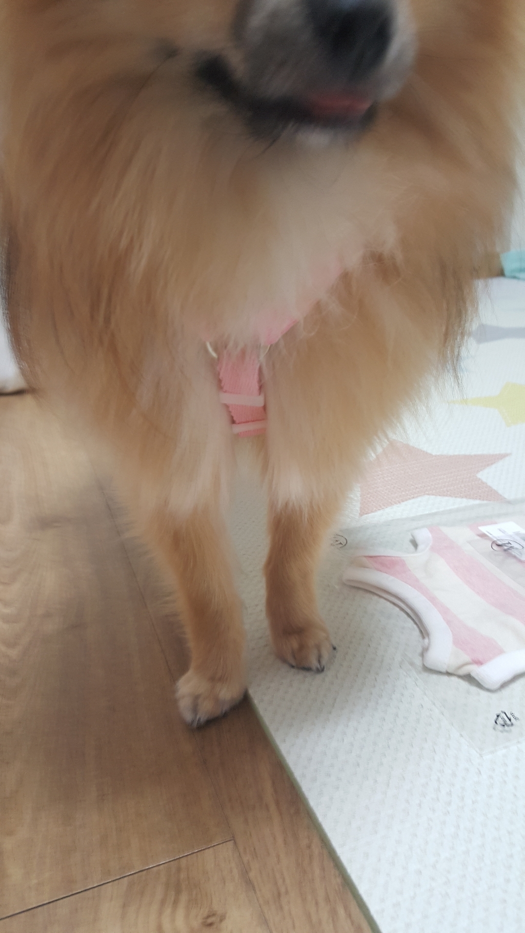 아띠지기 반려동물 H형 하네스 가슴줄 리뷰후기