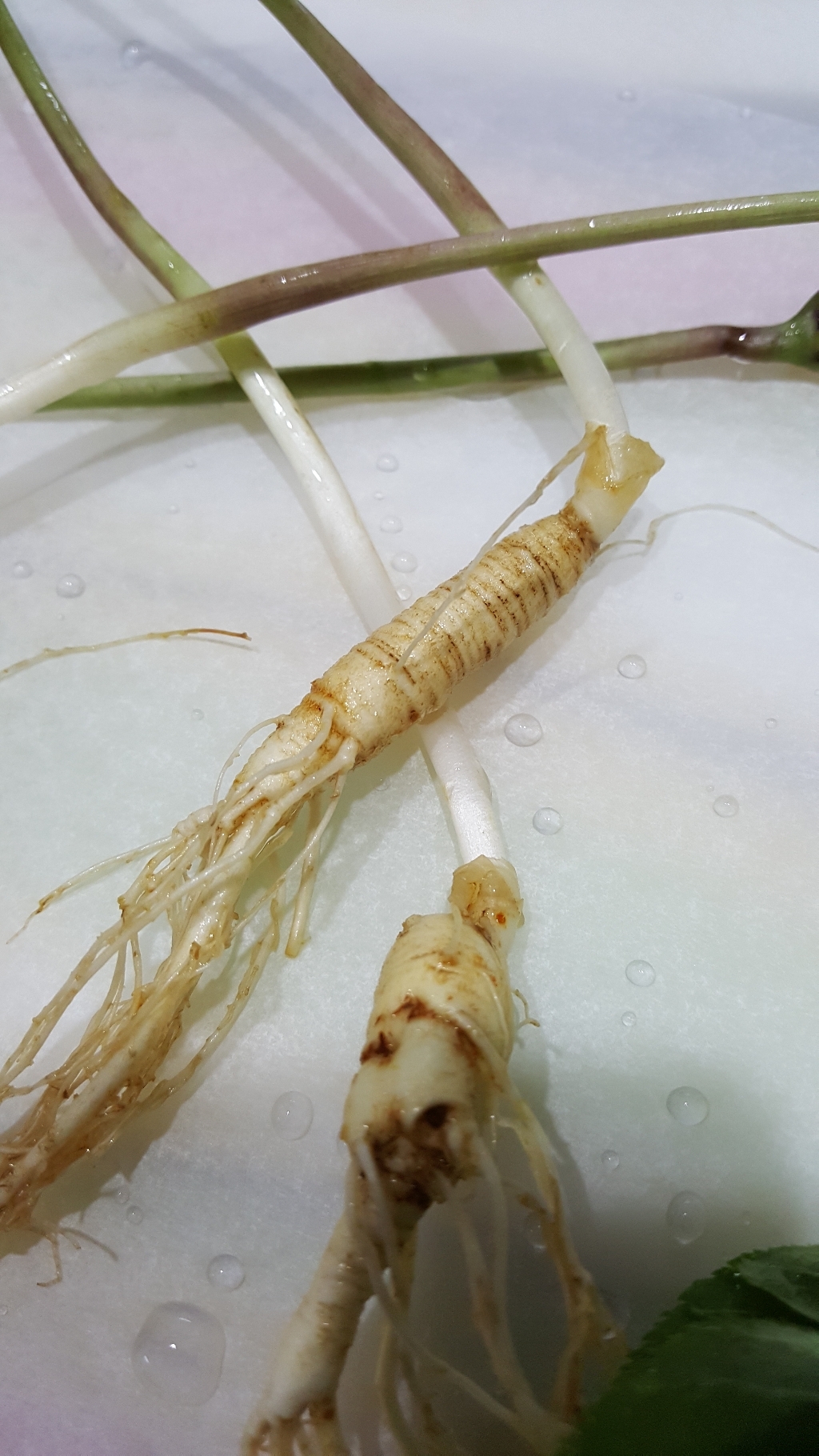 천봉산삼 7년근 5뿌리 산삼 장뇌삼 산양삼 산양산삼 자연산 주 새싹 장뇌 설 추석 선물세트