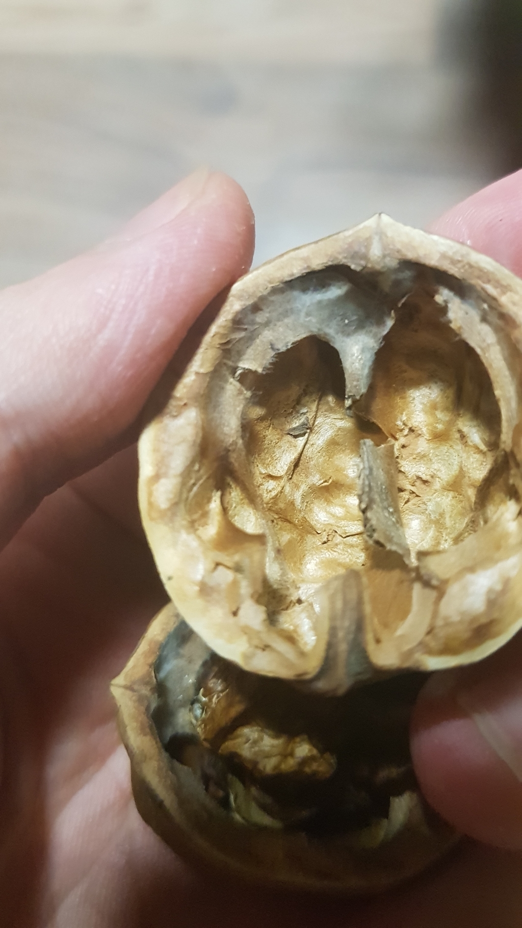 산천농원 충북 영동 소백산 알두