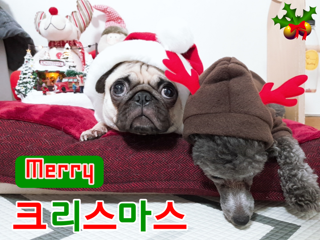 퍼피아 반려동물 산타 코트