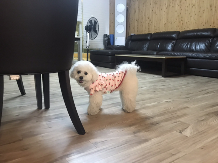 바이담수미 과일 프릴 강아지 여름 나시
