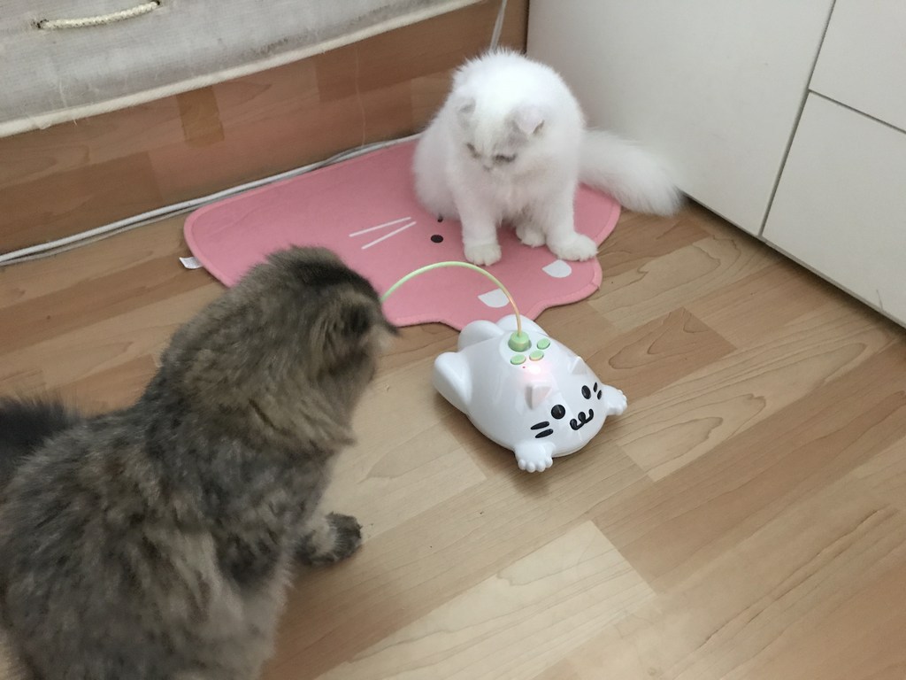 움직이는 고양이 자동 장난감 자레토모v 리뷰후기
