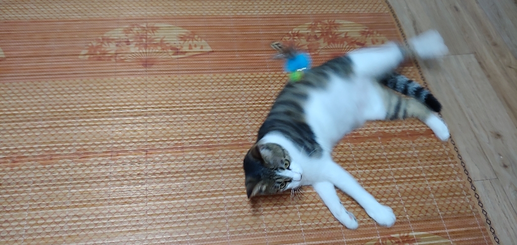 힐링타임 플라잉 사탕참새 3단낚시대 고양이 장난감 리필 리뷰후기