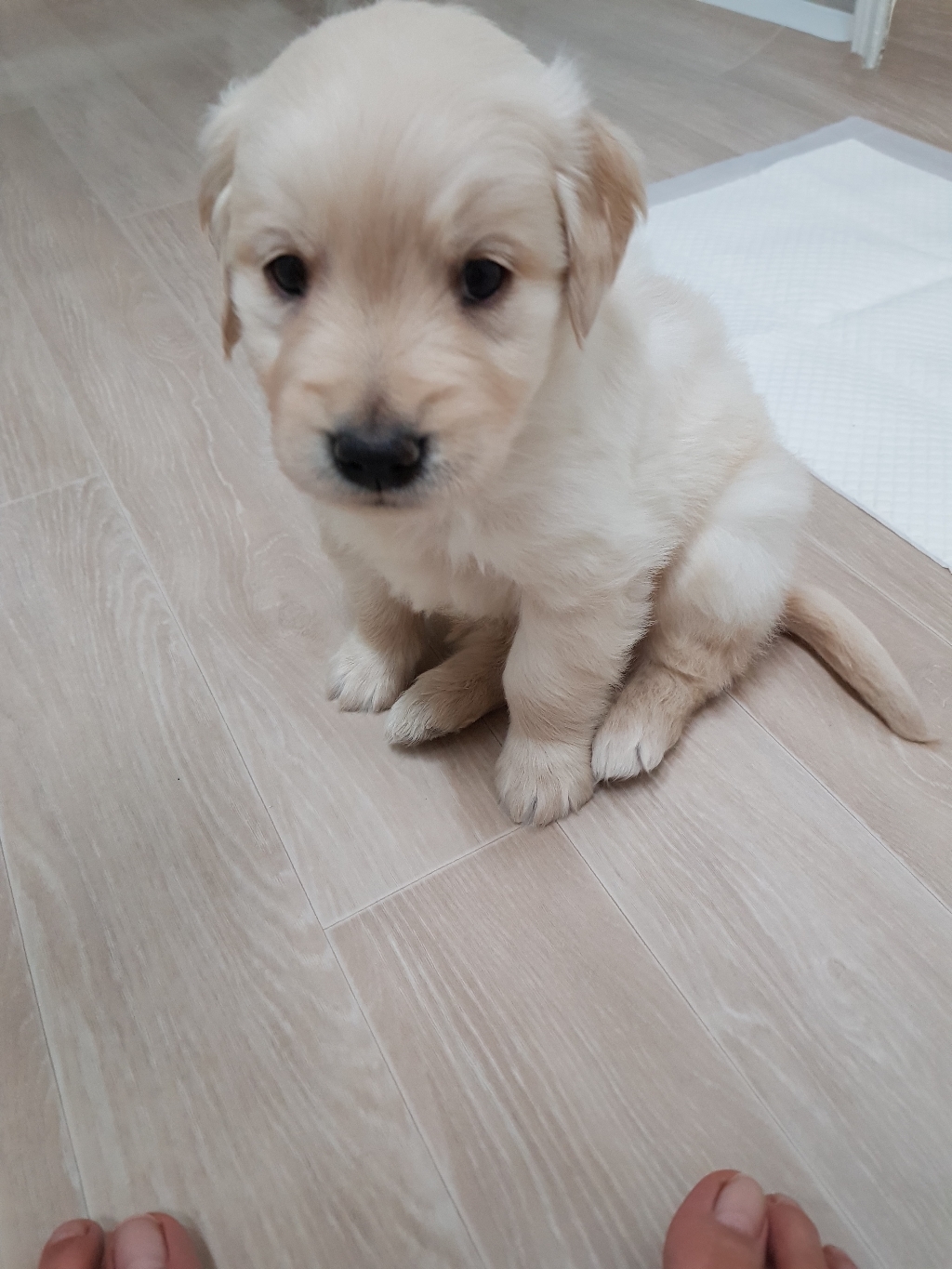 뉴트리오 먹는치약 강아지 덴탈껌 대용량