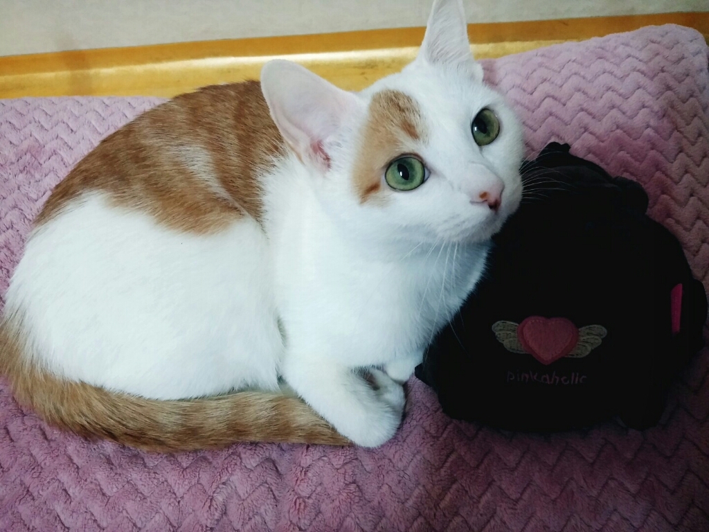 바디럽 딥슬립 웜이불