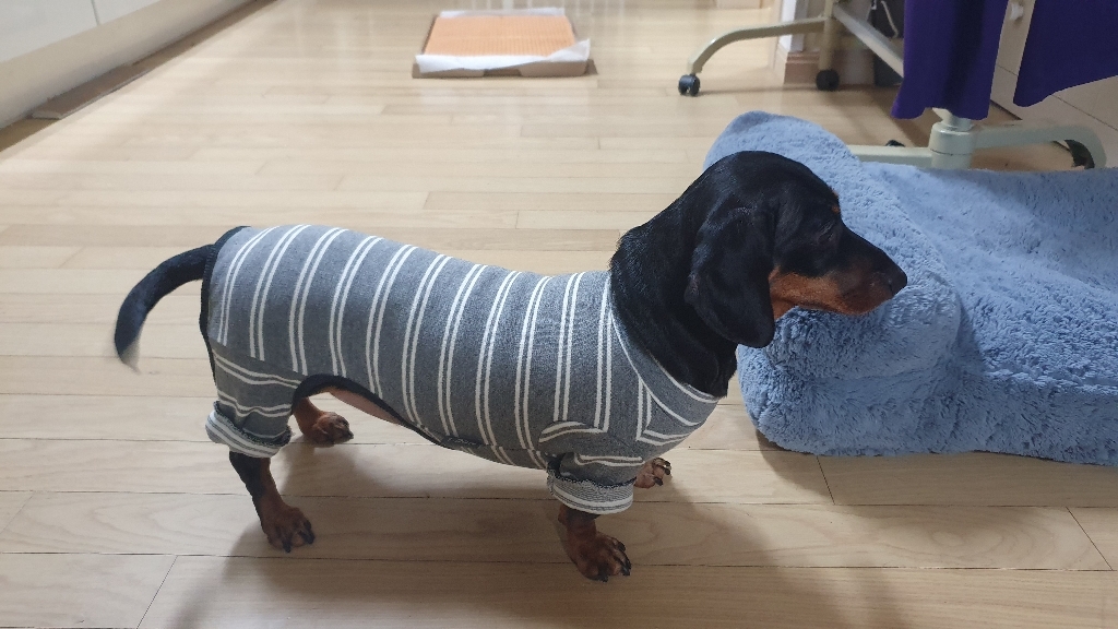 도그아이 트윈 단가라 올인원