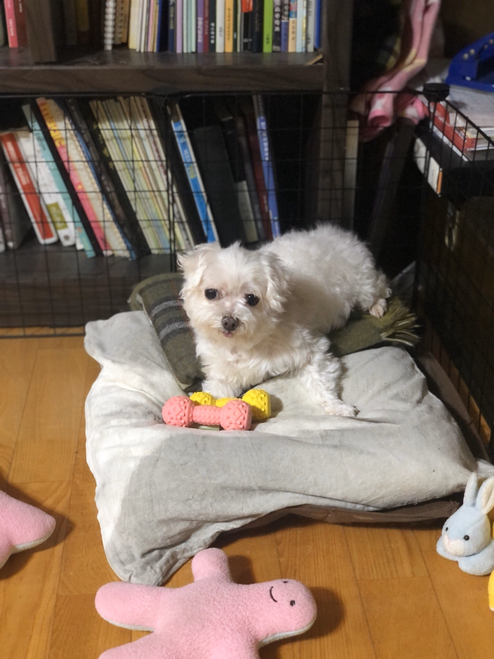 셀럽펫 라텍스 풋프린트 아령 삑삑이