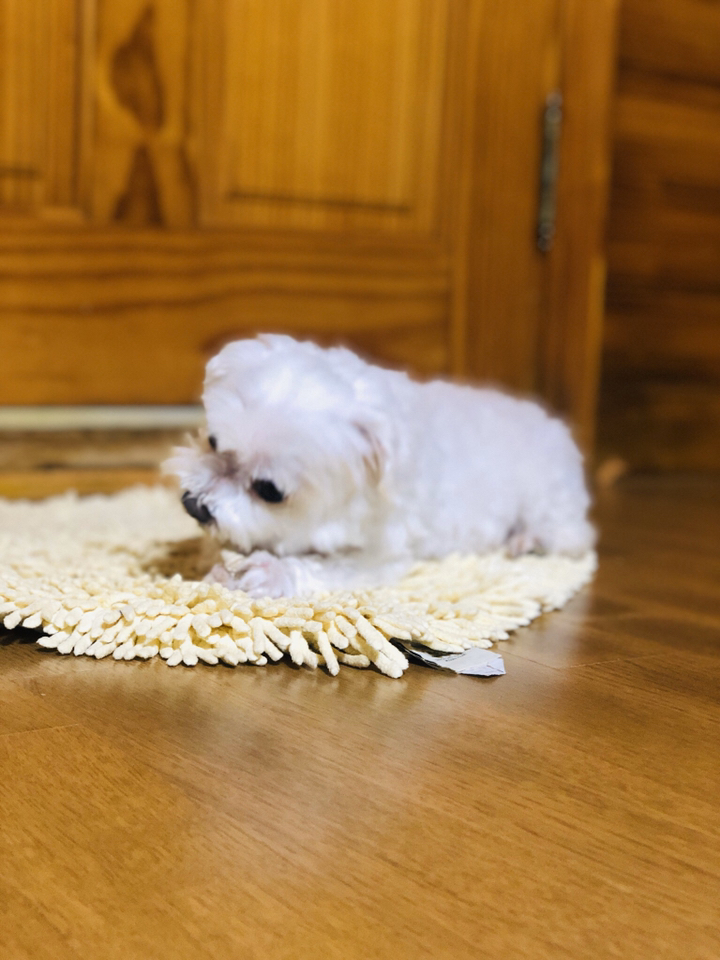 치카치카 덴탈껌 강아지간식 칫솔 미니 리뷰후기