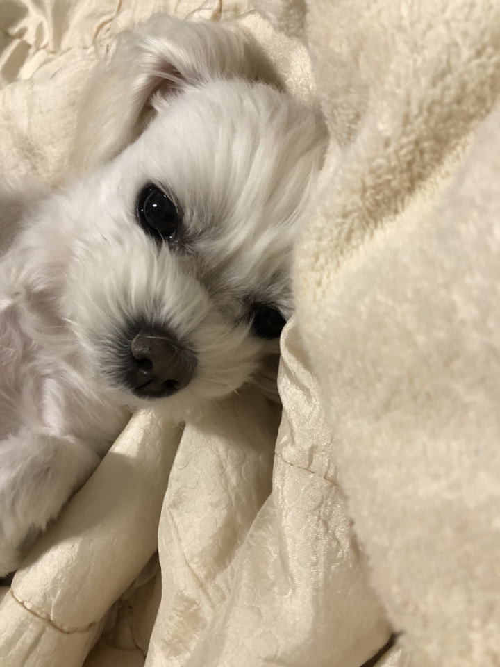 테비 닭한마리 고양이간식