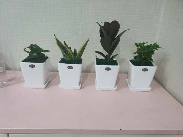 가꾸지오 공기정화식물 먼지제거 인테리어식물 사각화이트화분세트