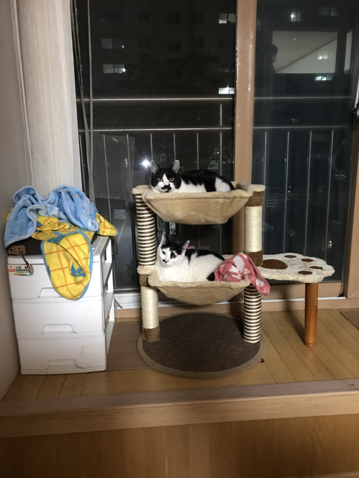 시크릿캣타워 뚱냥이 대형 해먹 캣타워 ST-1205