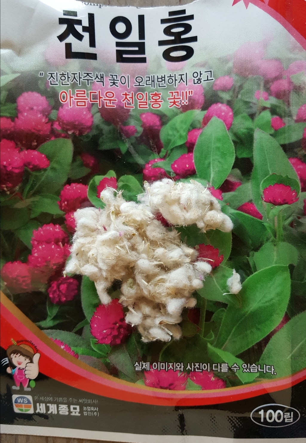 모칸도 세계 천일홍 꽃씨 100립