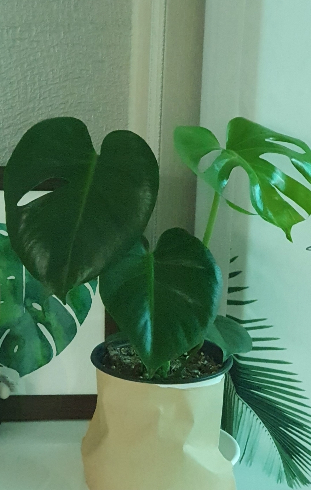 삼유리 모노톤 모던 무광화분 SH1704