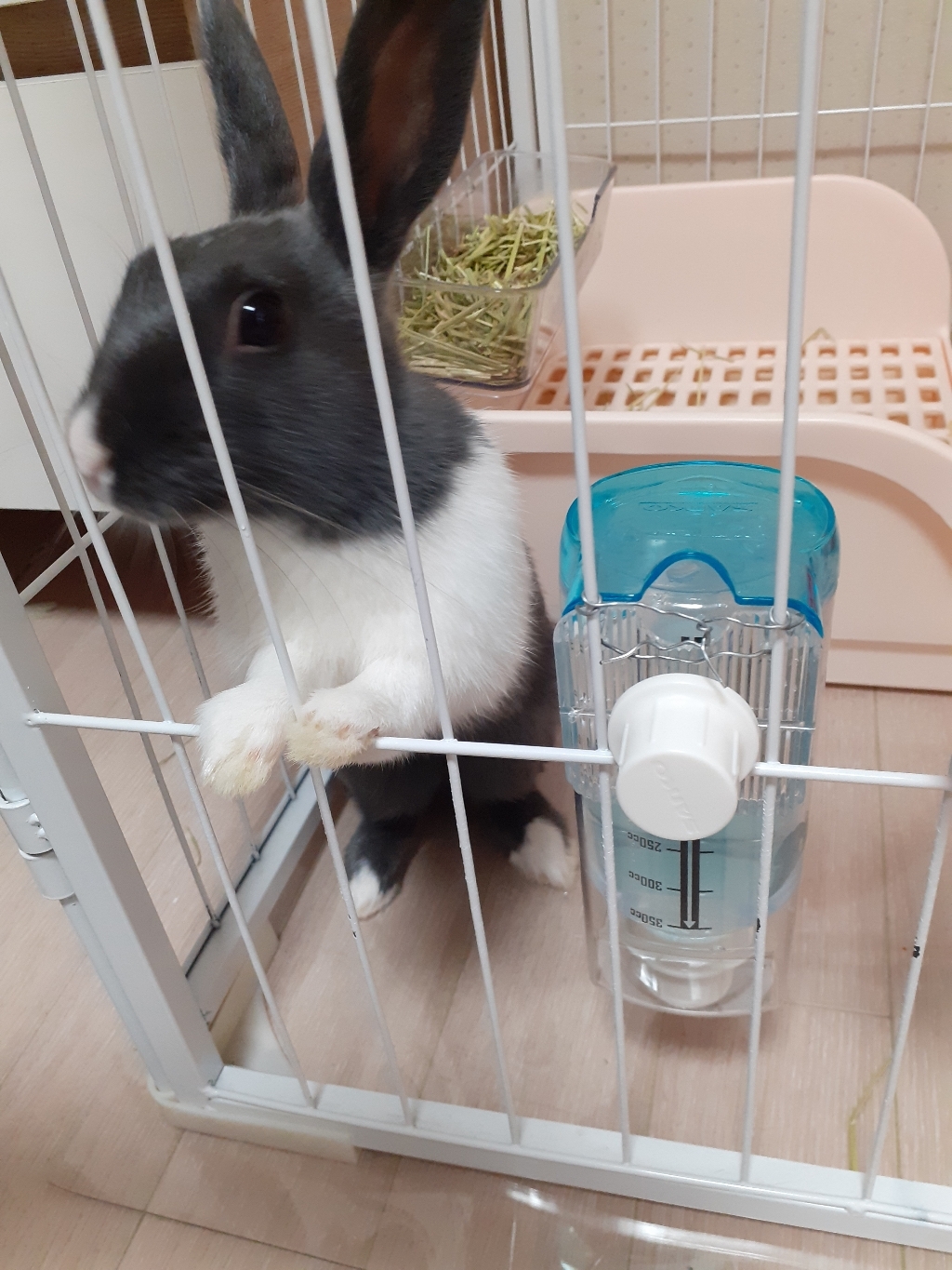 산코 케이지 장착형 소동물 급수기
