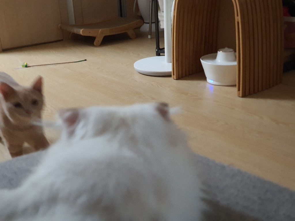 jocat 고양이 원목 스크레쳐 평판형 리뷰후기