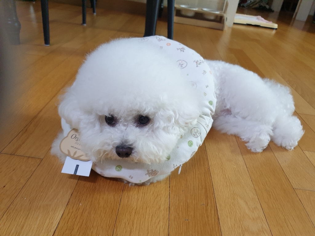 이츠독 오가닉 홈케어링 반려동물 넥카라 러브캣