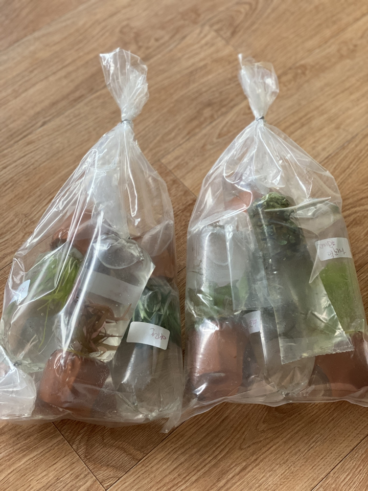 수초맛집 수초킹 키우기 쉬운 포트수초랜덤모스볼 마리모 부상초 비료 중 랜덤지급