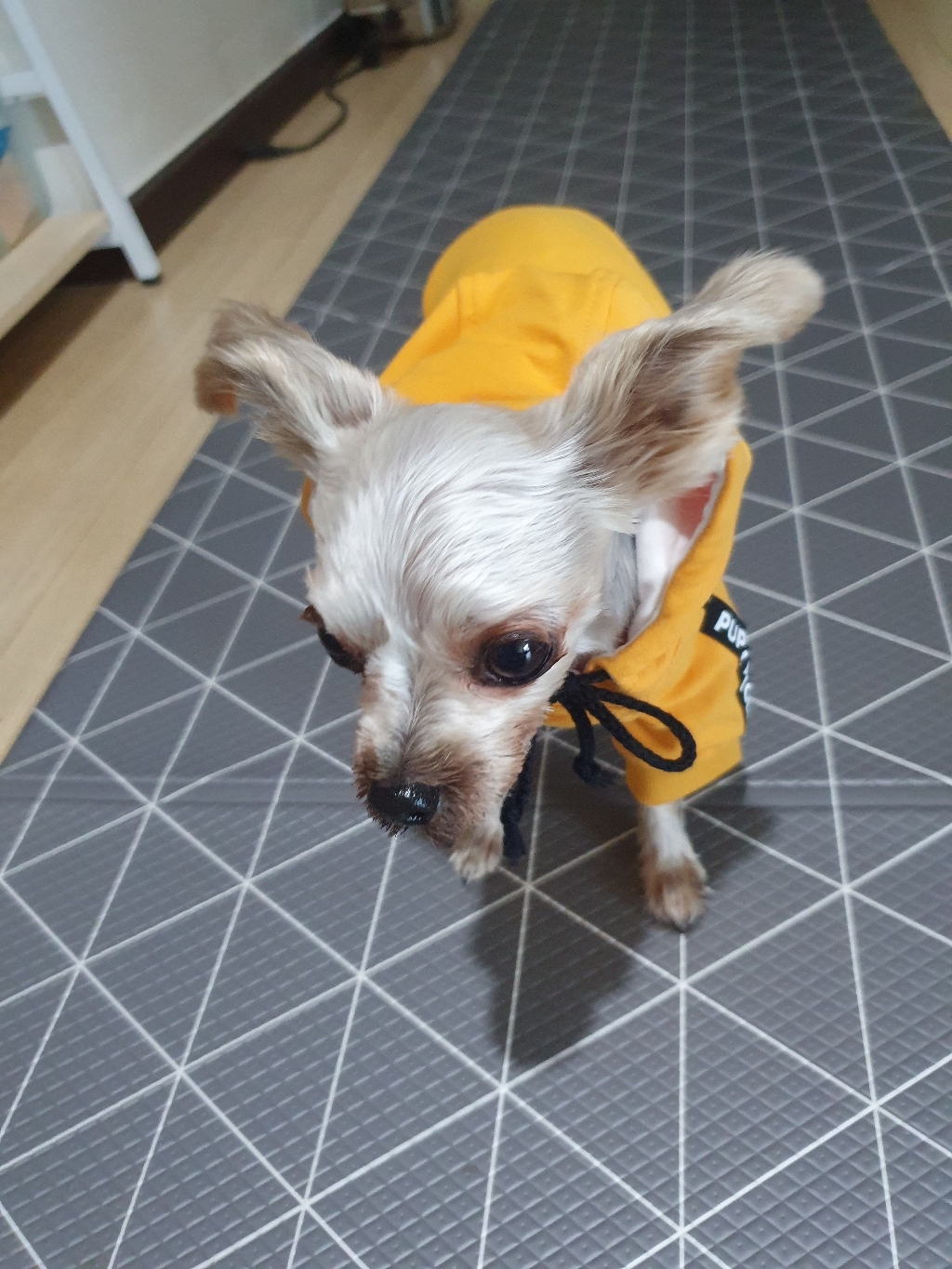 퍼피엔젤 베이직 로고 테이프 후드 반려동물 티셔츠