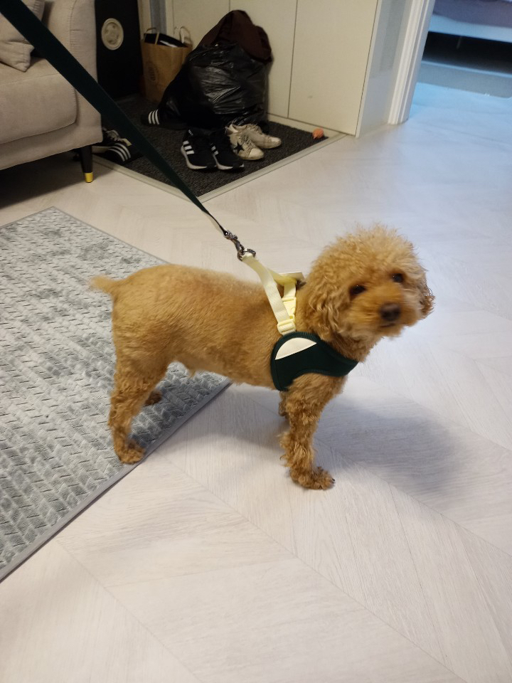 바커 저자극 이지 강아지 하네스 리드줄