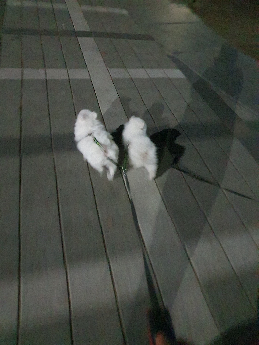 멍템 강아지 두마리 산책 트윈줄