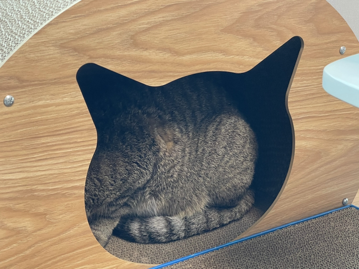 더조은 숨숨집 고양이 스크레쳐 하우스형 리뷰후기