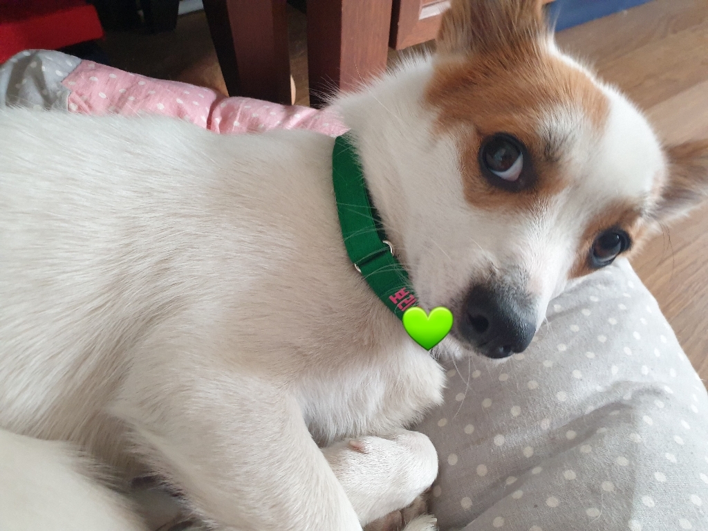리이리이 소형견 중형견 대형견 강아지 목줄 이름 연락처 각인 목걸이