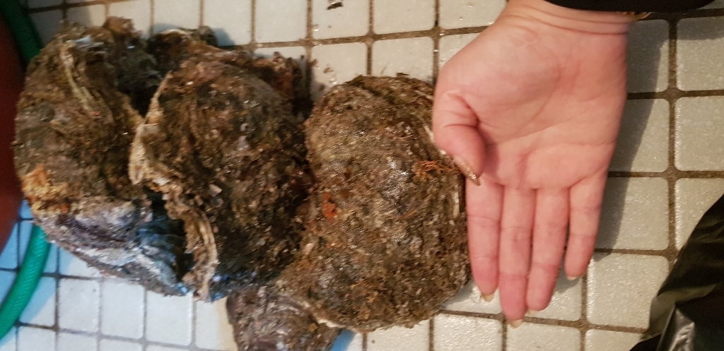 숨비해물 거제도 해녀 자연산 바위굴