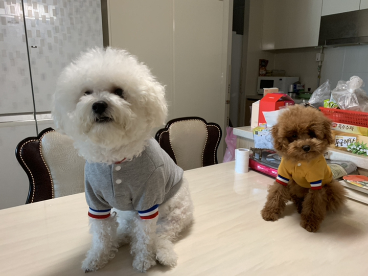 플로트 스냅티셔츠 강아지옷