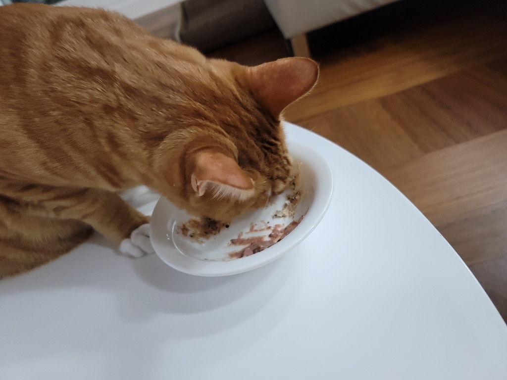 펫둥이 짜먹는 고양이 간식 3가지맛 리뷰후기