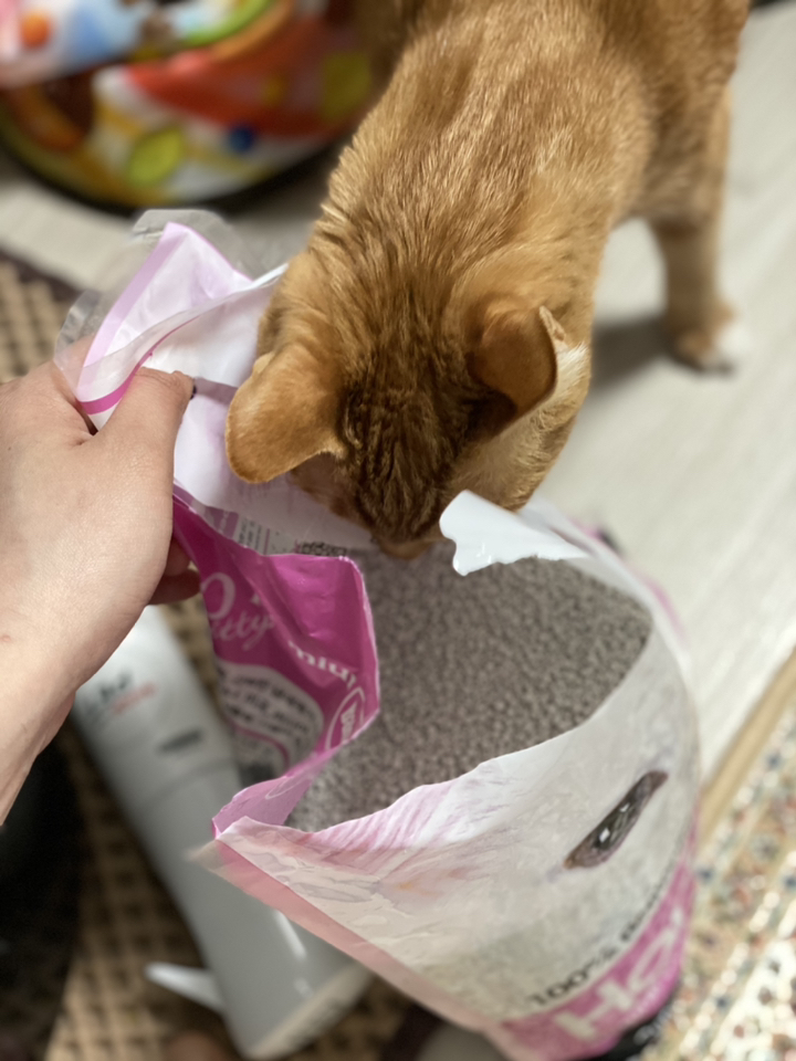 하리노 프리미엄 키티 고양이모래 베이비파우더향
