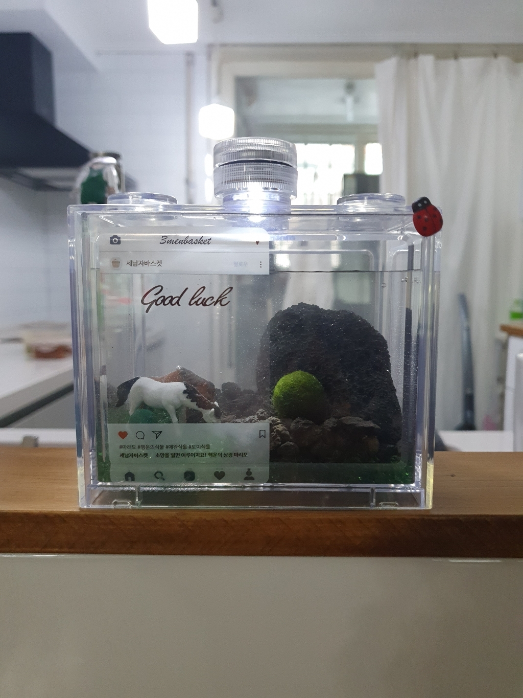 세남자바스켓 제주 국산 마리모 말 DIY