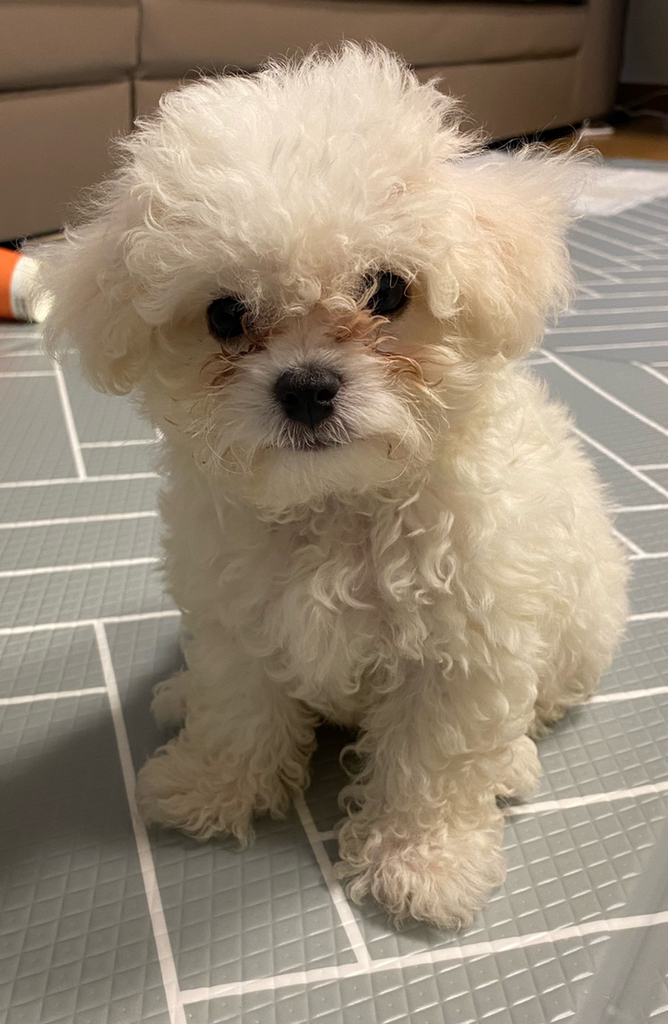 눈물싹싹 피부싹싹 영양쑥쑥 신제품 강아지 눈 눈물 피부 털 염증 면역력영양제 사은품 리뷰후기
