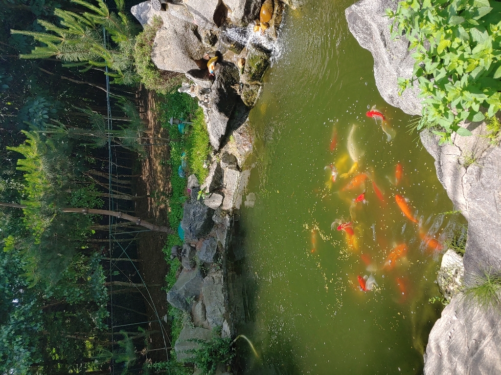 핑퐁 베스트 금붕어 비단잉어 사료