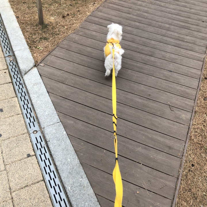[패피퍼피] 강아지 소형견 앞고리리드줄 밟힘방지줄 핸즈프리 어깨 허리길이조절 리드줄