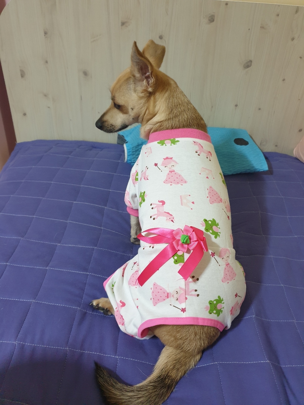 펫코디 반려동물 아기자기 파자마 올인원
