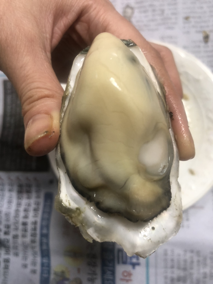 통영 가리비 석화굴 당일조업출하