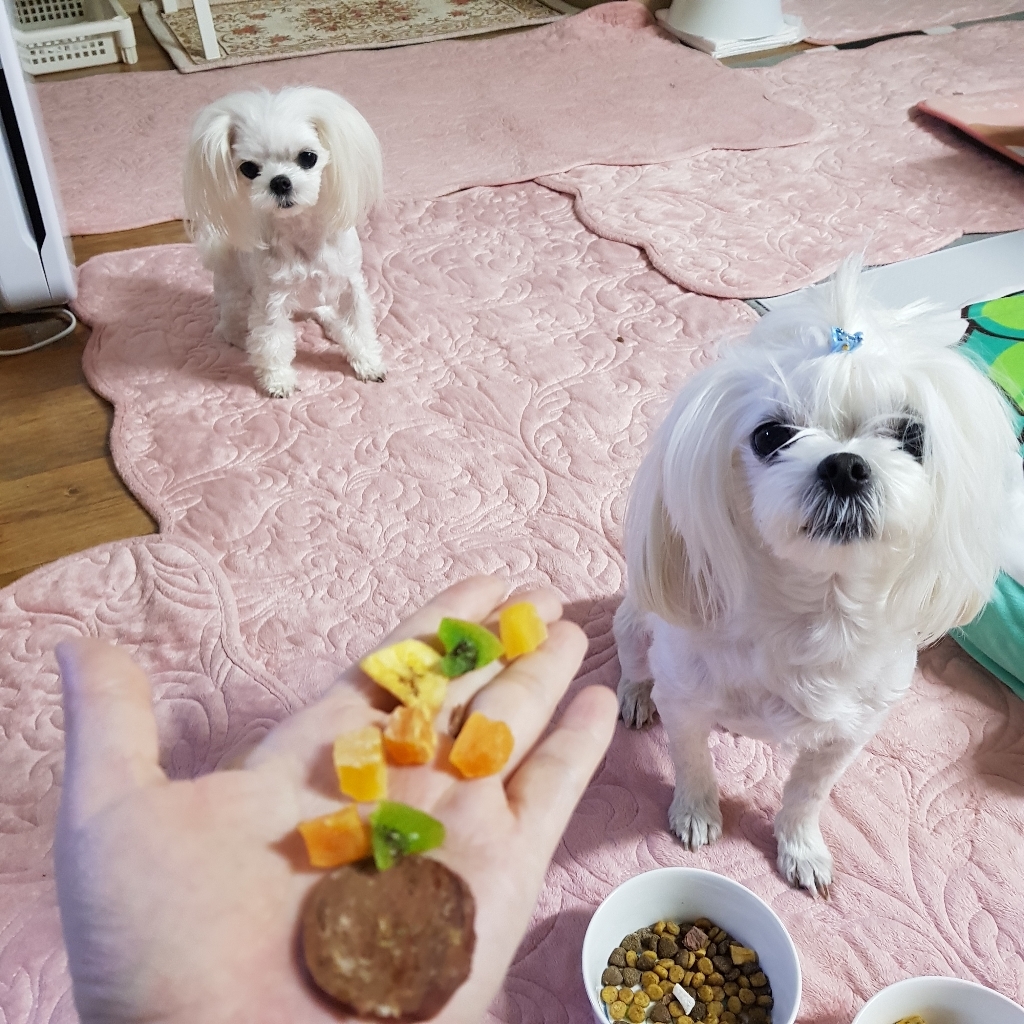 와그작 강아지 하루간식 리뷰후기