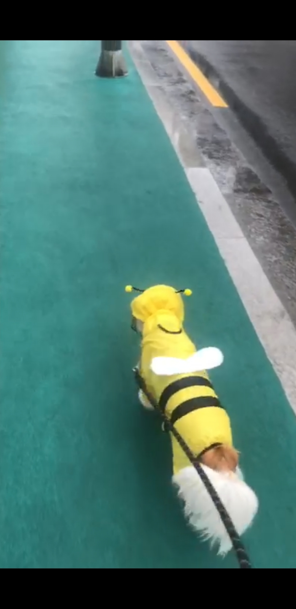 유앤펫 강아지 시즌2 꿀벌 레인코트