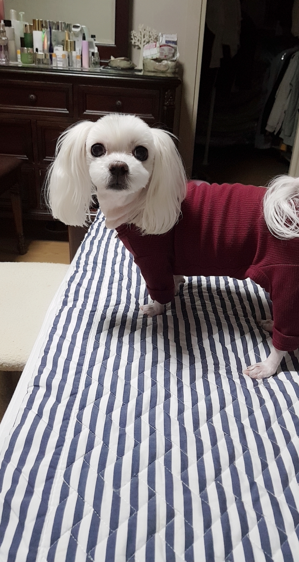 매그독 강아지 콤마 올인원