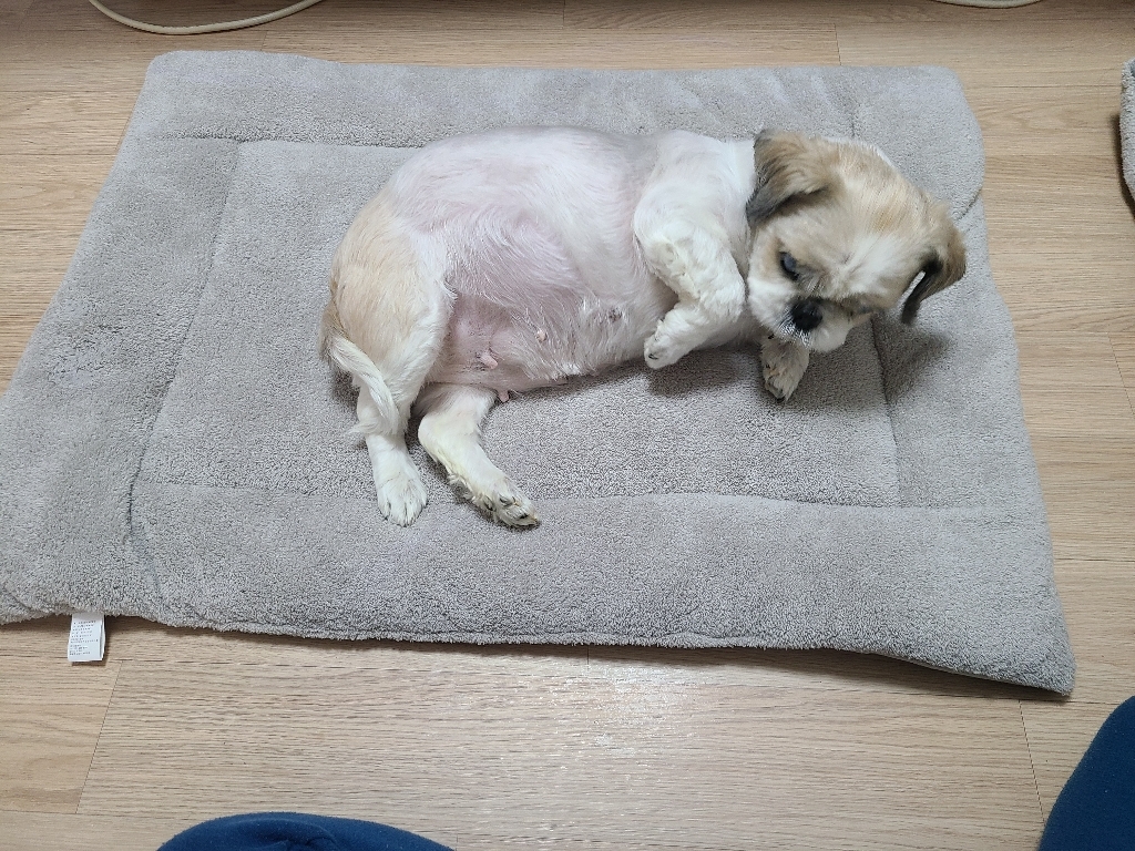 레드퍼피 코퍼빌 디자인 펫쿠션